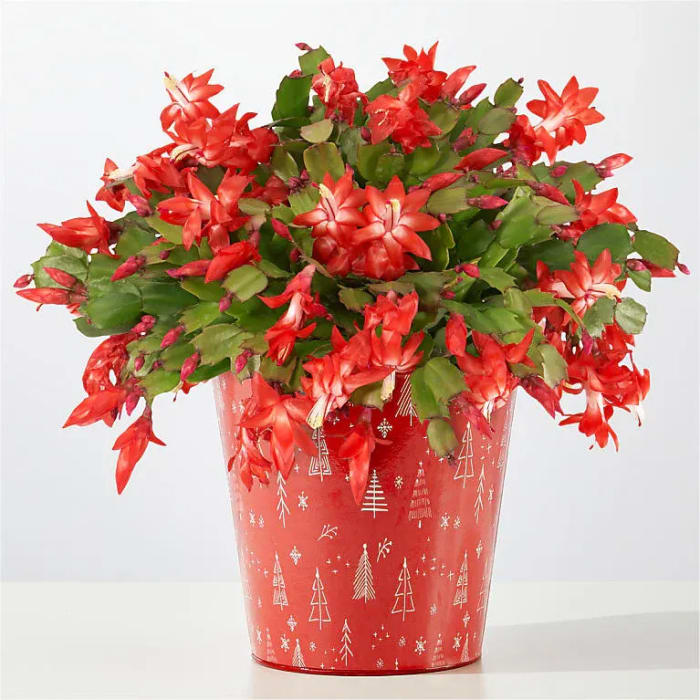 Blooming Christmas Cactus