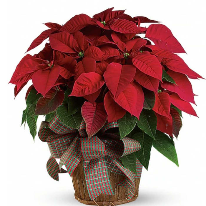 Large Poinsettia- Red and Ivory Available