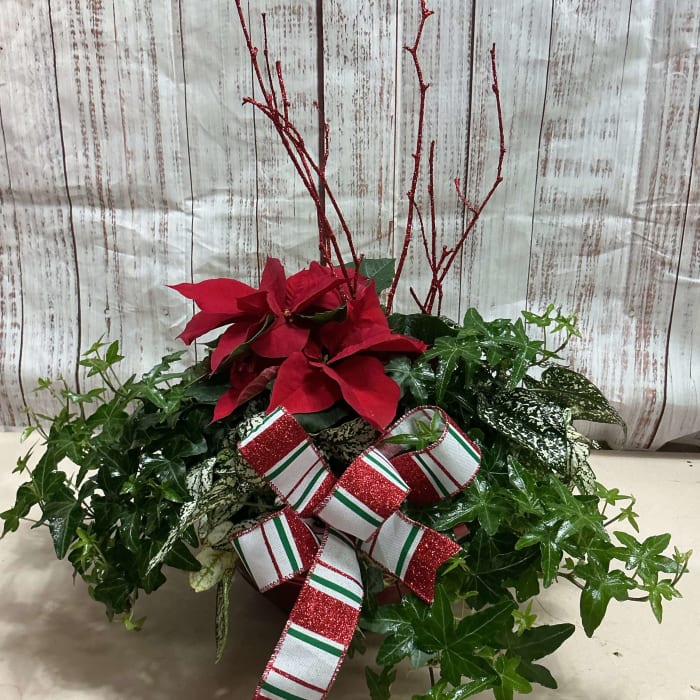 Beautiful Plant Garden with Poinsettia