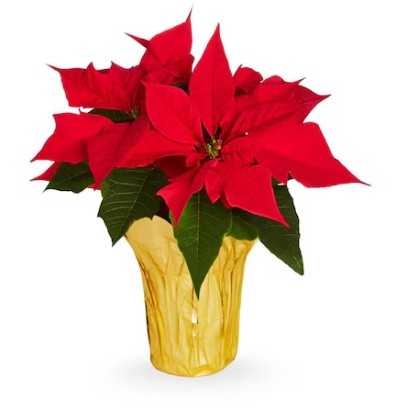 6" Poinsettia