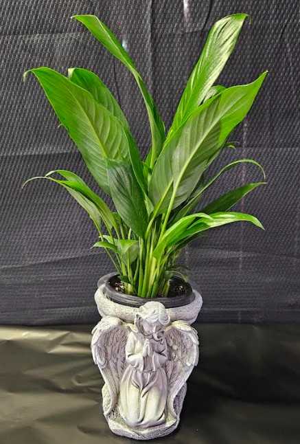 Praying Angel Pot With Peace lily