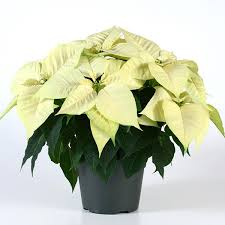 White Poinsettia