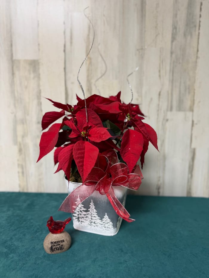 6" Poinsettia
