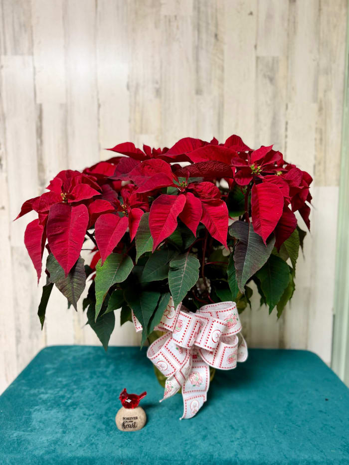 8" Poinsettia