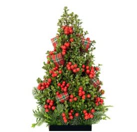 Premium Boxwood Tree
