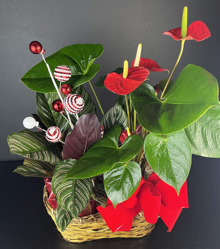 Christmas Anthurium Basket