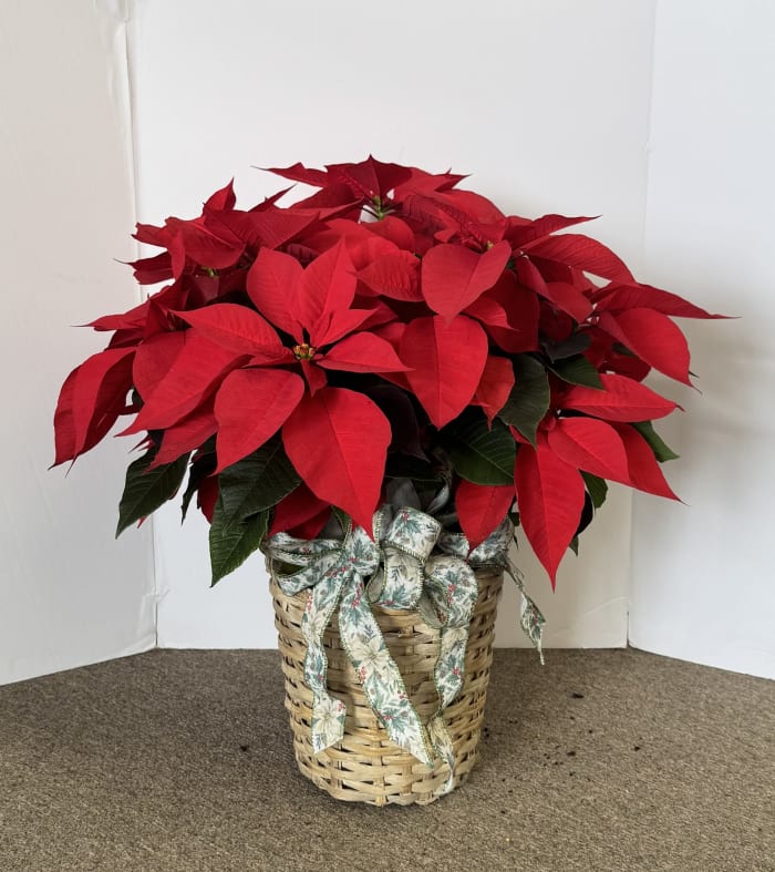 Poinsettia