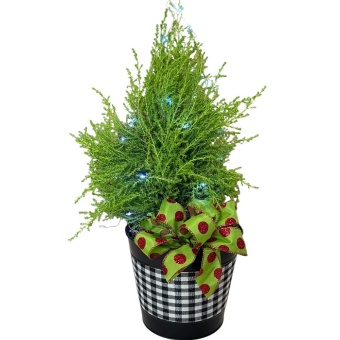 Cypress Plant w/fairy lights