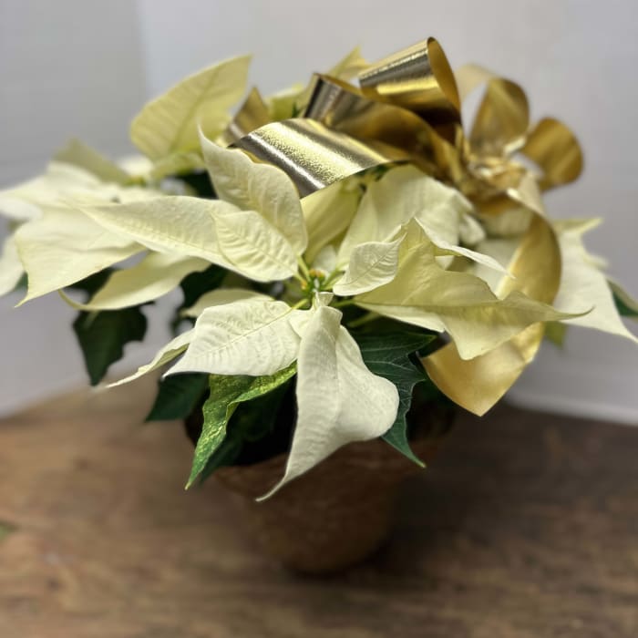 4.5" Poinsettia