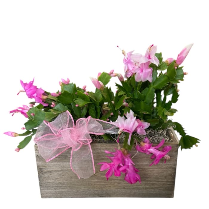 Christmas Cactus