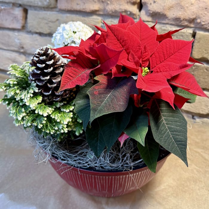 Poinsettia Holiday Plant Bowl