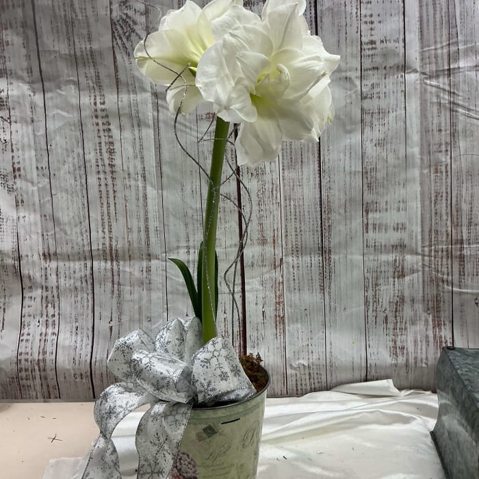 Blizzard Amaryllis