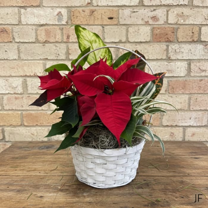 Farmhouse Poinsettia Basket