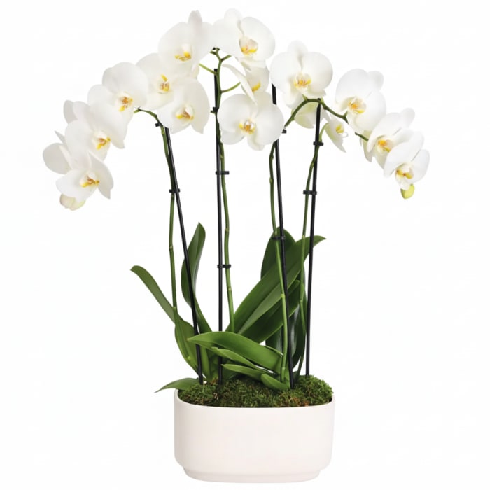 Elegant 4 Stem Orchid