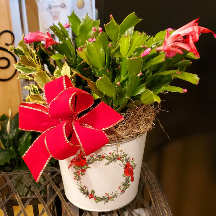 Merry Christmas Cactus