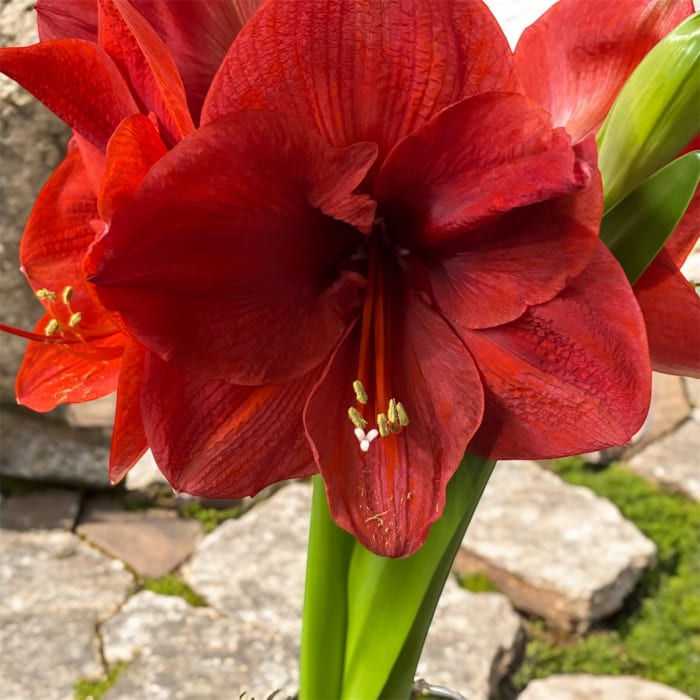 Amaryllis Potted Plant