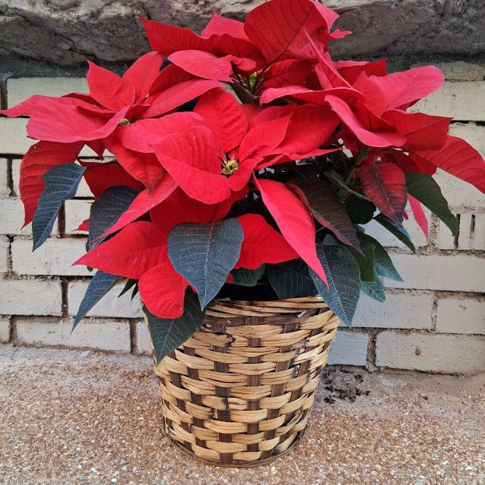 Medium Red Poinsettia