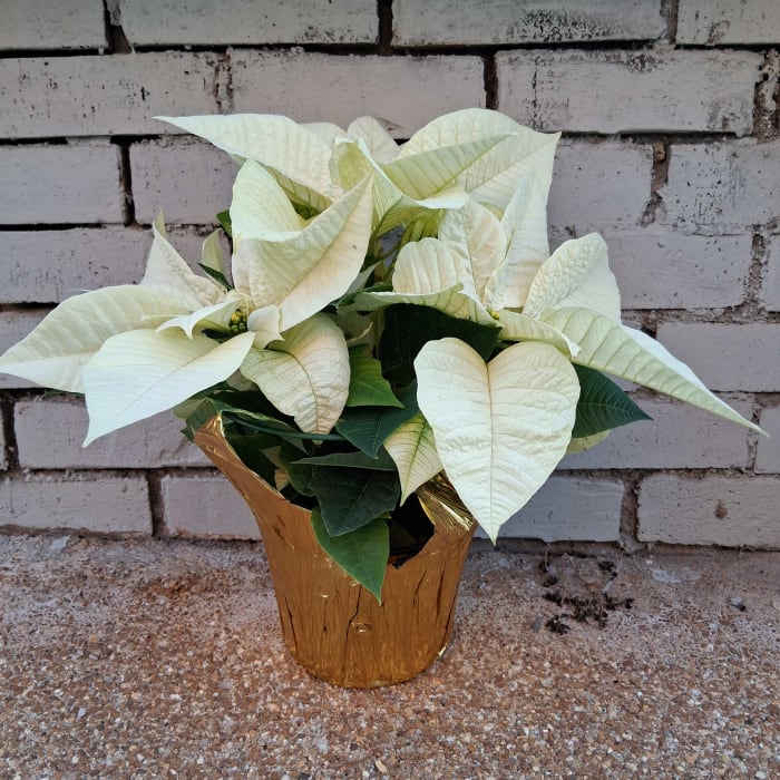 small white poinsettia