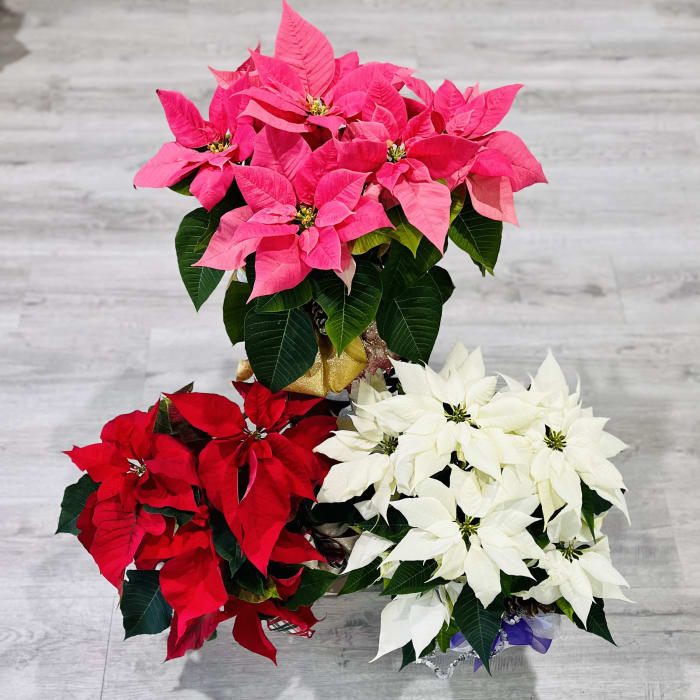 Holiday Poinsettia