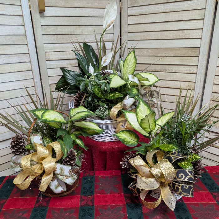 Seasonal Dish Garden