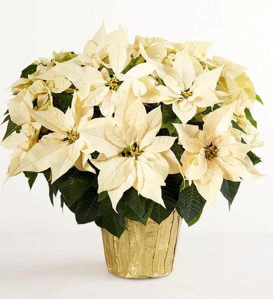 WHITE POINSETTIA PLANT