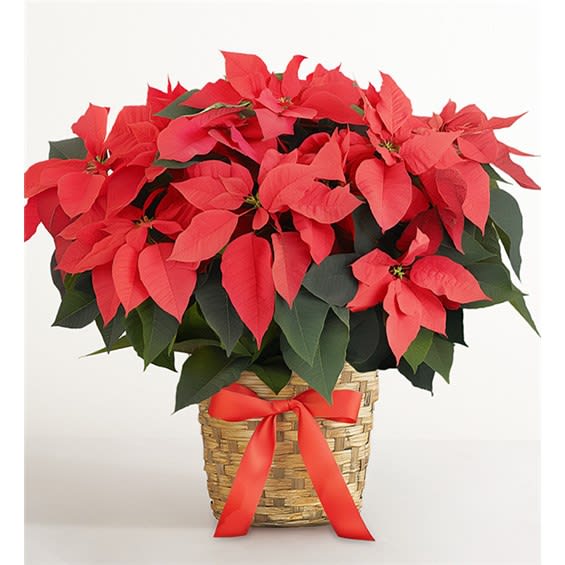 Poinsettia Plant®
