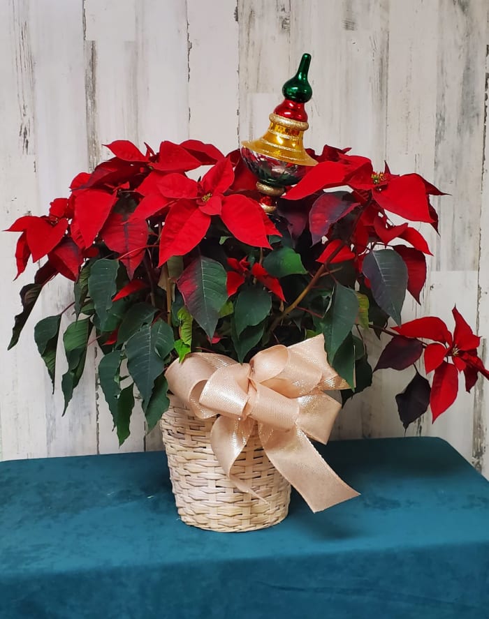 8" Red Poinsettia