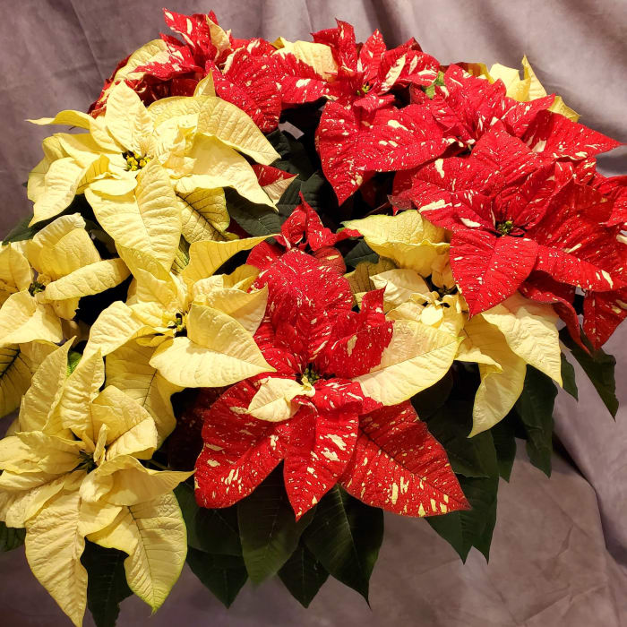 Jingle Bell Marble Poinsettia