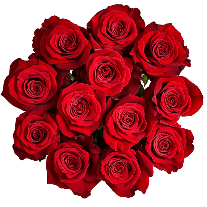 Dozen Red Roses