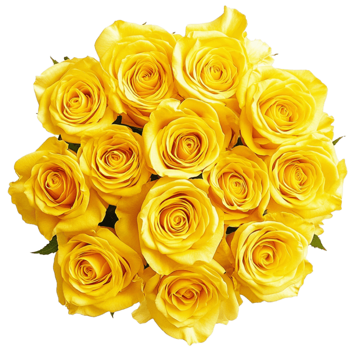 Dozen Yellow Roses