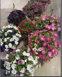 10 inch Hanging Basket