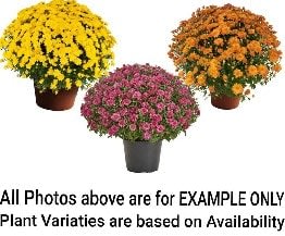 10" Tri Color Mums