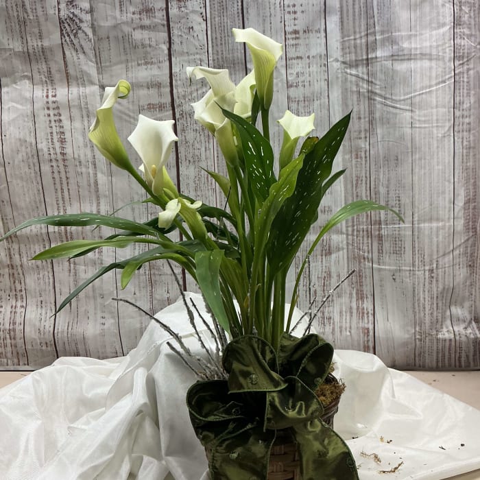 Calla Lily Blooms
