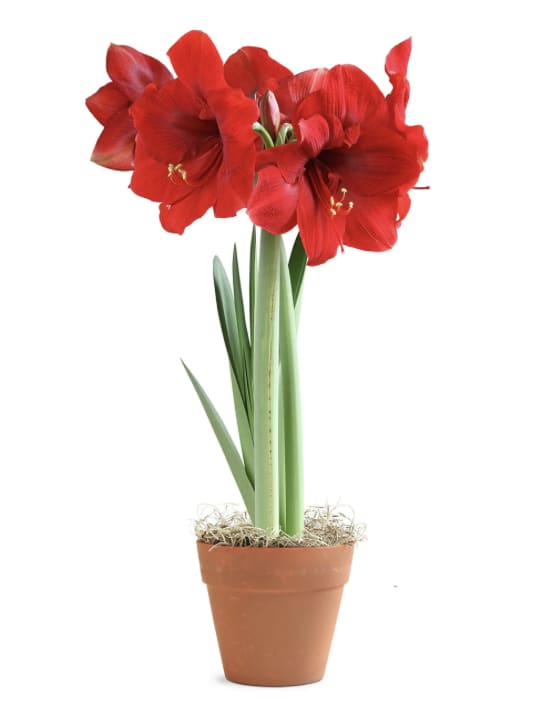 AMARYLLIS