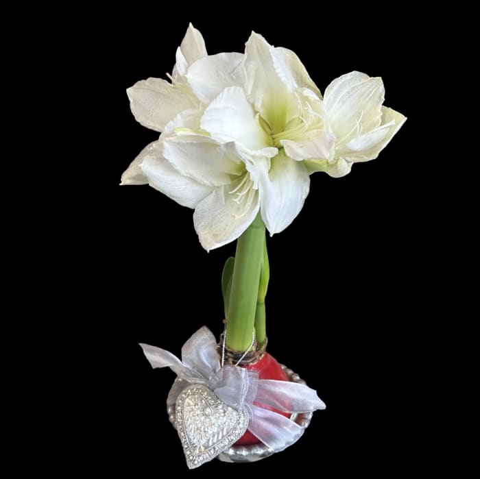 Valentine's Day Amaryllis Bulb