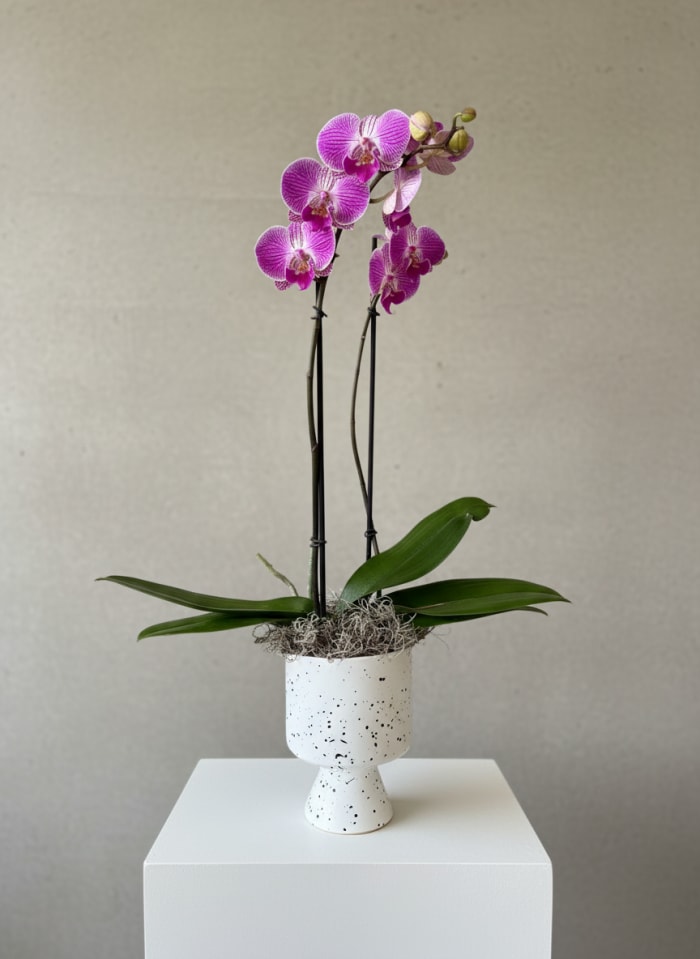 Double Stemmed Magenta Orchid