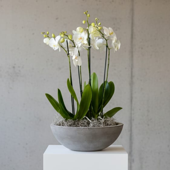 Phalenopsis Grand Orchid