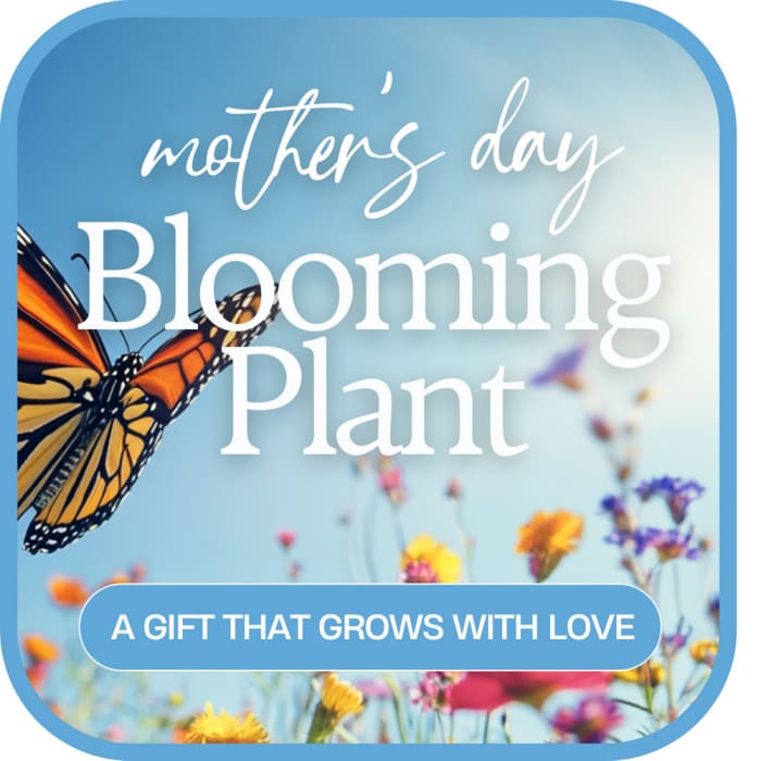 Mother's Day Blooming Plant