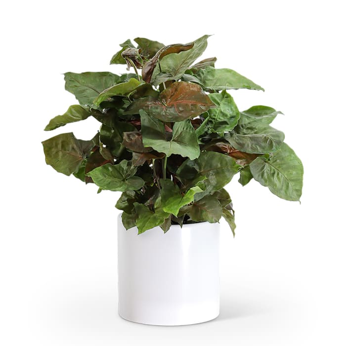 Arrowhead Plant