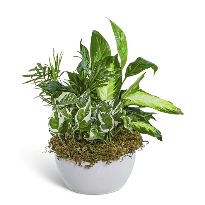 Zen Dish Garden