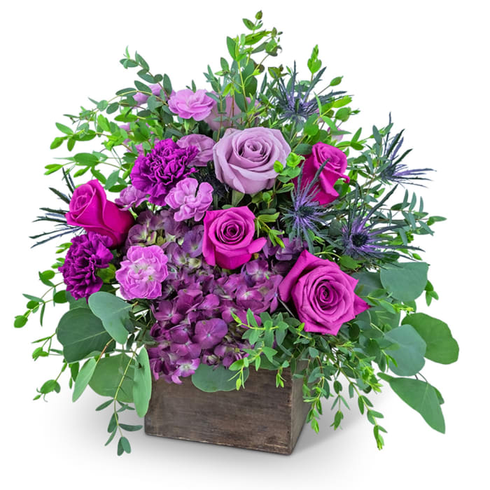 Posh Violet