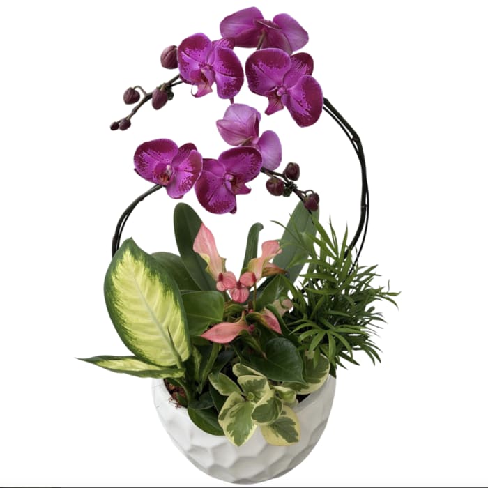 Luna Orchid Planter