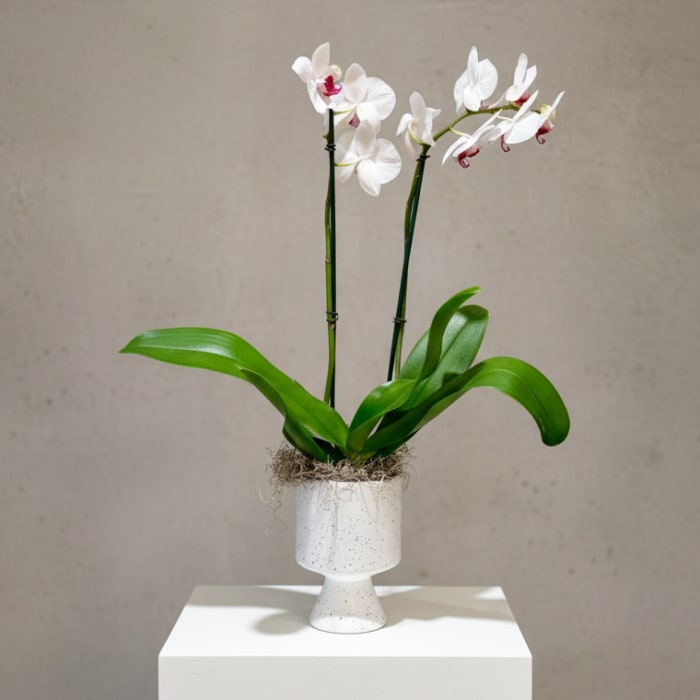 Double Stemmed Orchid