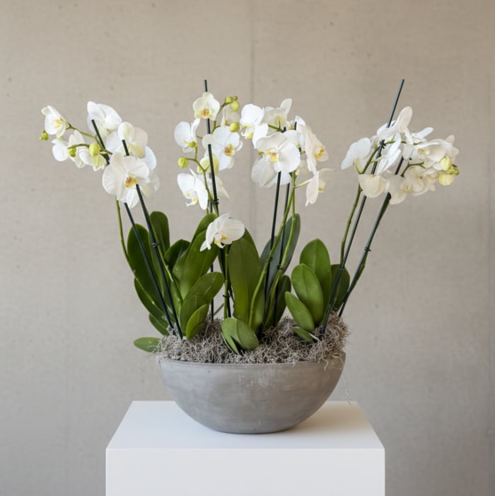 Phalenopsis Premier Ochid