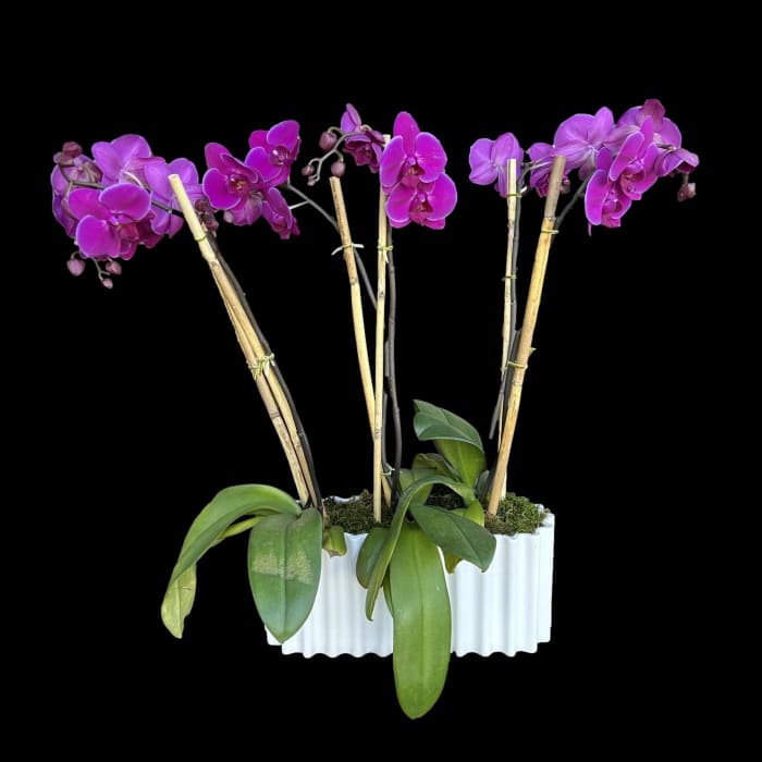 Purple Orchid Trio Display