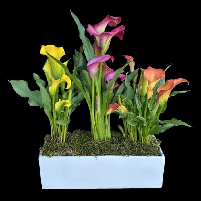 Colorful Calla Display