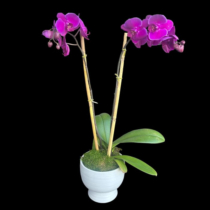 Purple Orchid Plant