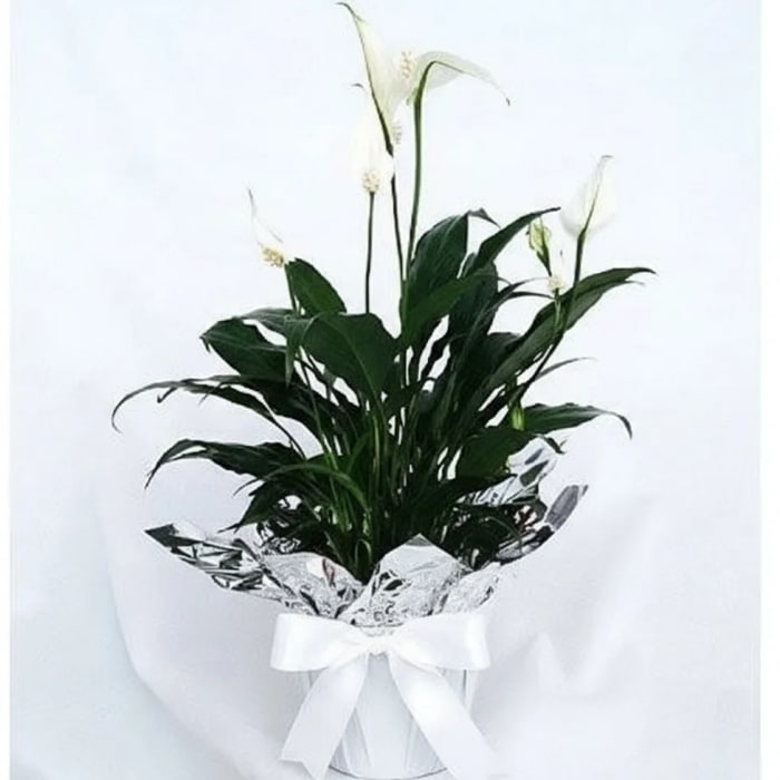 Potted Peace Lily