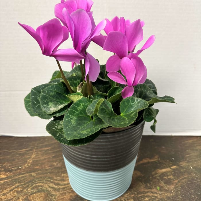 Cyclamen Tin