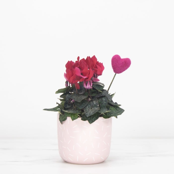Cyclamen in Pink Sprinkle Pot